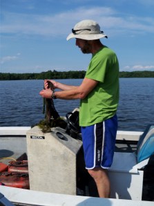 OK+Class%2C+This+is+What+Milfoil+Looks+Like