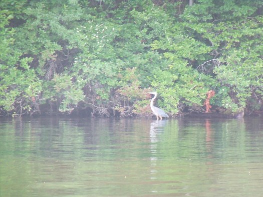 eventheheronlikestheweedpullproject