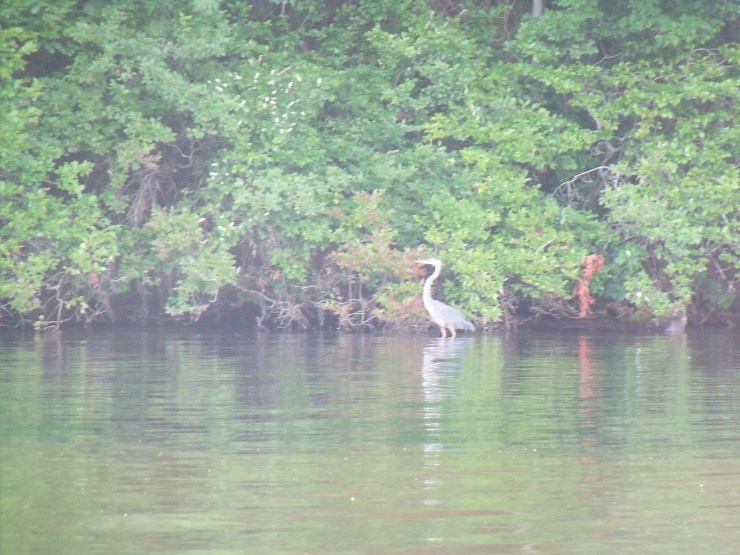 eventheheronlikestheweedpullproject